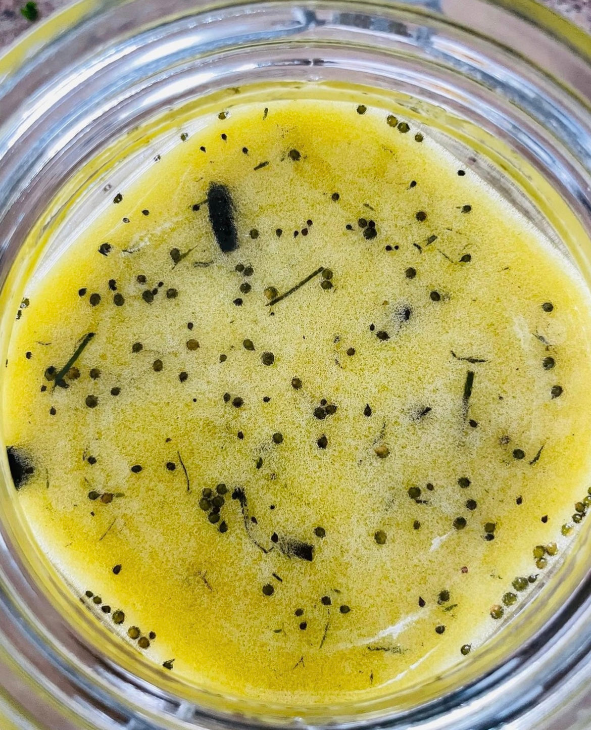 Kelp Juice & Sea Moss Lift Serum With Hyaluronic Acid 30 ml